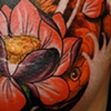 Koi and lotus