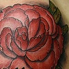 Carnation