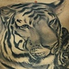 Tigers