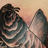 Koi