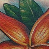 Plumeria 