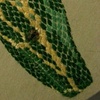smothering detail