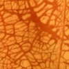 potato dextrin (with detail)