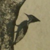 the elusive woodpecker