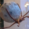cancer and the moon