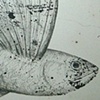 first in flight detail