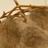 nest