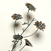 Wall Flowers