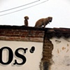 Security System