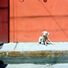 Orange Street Dog