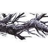 Branch