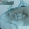 Fused Glass
