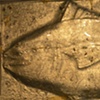 "Silver Tuna"