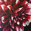 dahlia