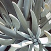 Dudleya Hassei
