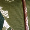 Banana Leaves