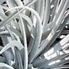 Plant Series #35