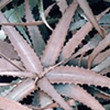 Plant Series #21