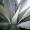 Plant Series #36