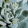 Dudleya