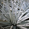 Plant Series #37
