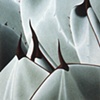 Plant Series #30