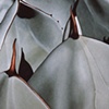 Pllant Series #7, Agave