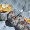 Plant Series#38, Opuntia