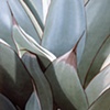 Plant Series #22