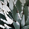 Plant Series #27