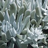 Dudleya Greenei