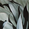 Consonance