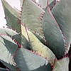 Plant Series #40