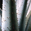 Plant Series #20