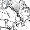 Accipiters ( detail)