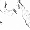 Accipiters ( detail)