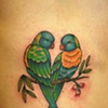 alexs rainbow lorikeets on ribs