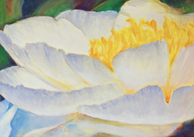 White Garden Peony
