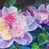 Garden Peonies