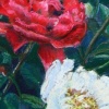 Red and White Peonies-  Sold