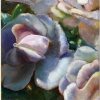 Blush Roses