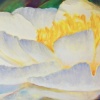 White Garden Peony