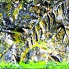 Renewal