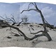 Cumberland Island