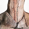 The Mask