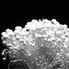 Enoki