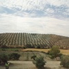 Olives and almond trees again, Granada to Sevilla