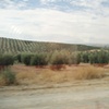 Olives trees, Granada to Sevilla