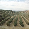 More olives trees, Granada to Sevilla
