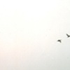 Island (Birds)